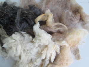 wool image